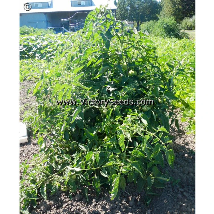 Burpee's Long Keeper (Longkeeper) Tomato - Image 3