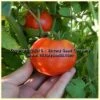 Loran Blood Tomato