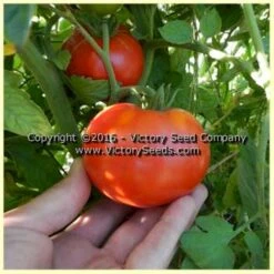 Loran Blood Tomato