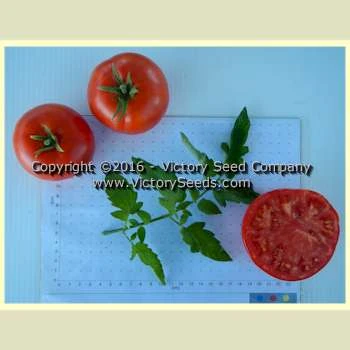 Loran Blood Tomato - Image 2