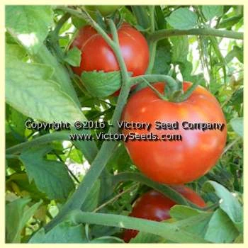 Loran Blood Tomato - Image 5