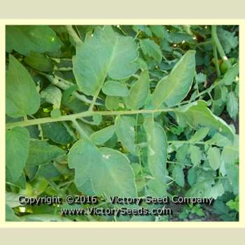 Loran Blood Tomato - Image 6