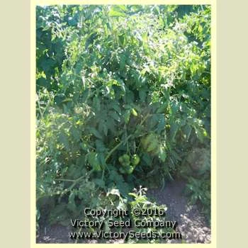 Loran Blood Tomato - Image 4