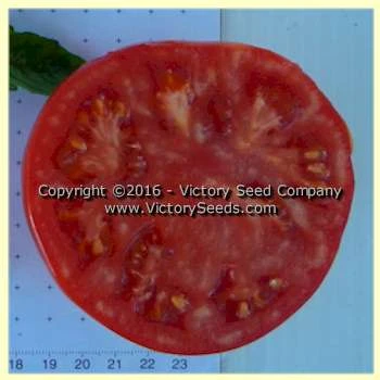 Loran Blood Tomato - Image 3