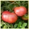 Louisiana All Season Tomato