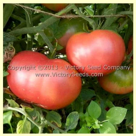 Louisiana All Season Tomato