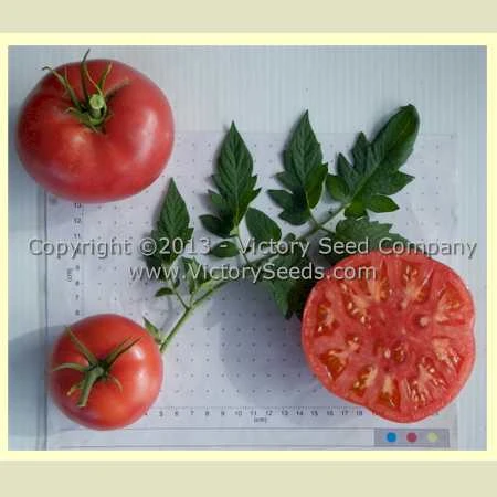 Louisiana All Season Tomato - Image 2