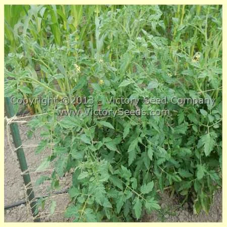 Louisiana All Season Tomato - Image 3