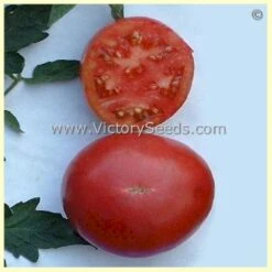 Louisiana Dixie Tomato