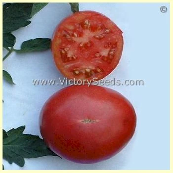 Louisiana Dixie Tomato