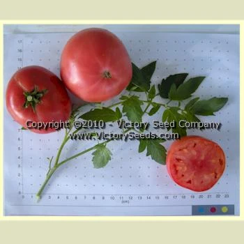 Louisiana Dixie Tomato - Image 4