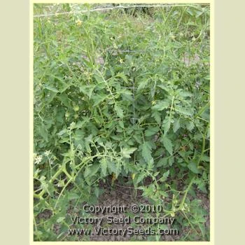 Louisiana Dixie Tomato - Image 3