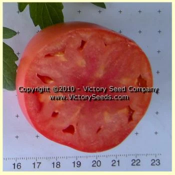 Louisiana Dixie Tomato - Image 2