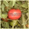 Louisiana Gulf State Tomato