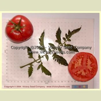 Louisiana Gulf State Tomato - Image 5