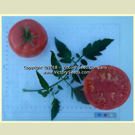 Louisiana Gulf State Tomato - Image 3