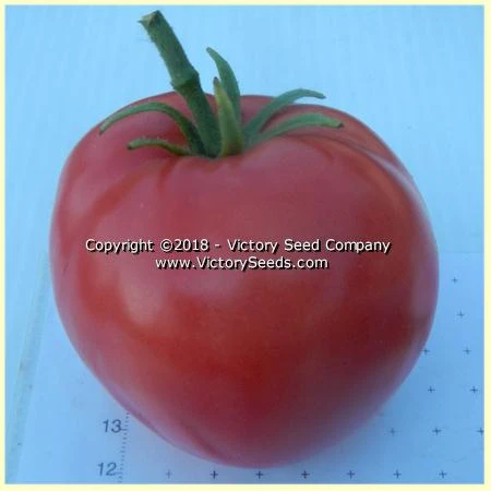 Louisiana Gulf State Tomato - Image 8