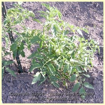 Louisiana Gulf State Tomato - Image 4