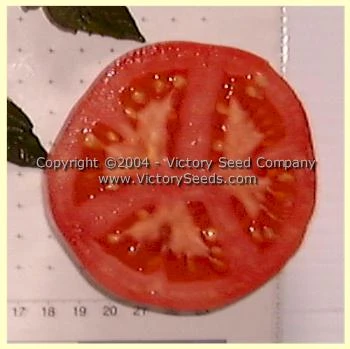 Louisiana Gulf State Tomato - Image 9