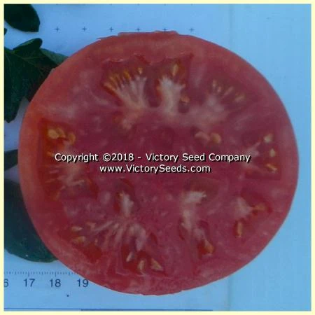 Louisiana Gulf State Tomato - Image 2