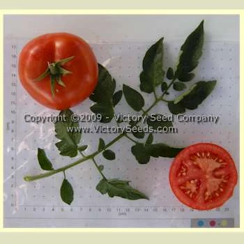 Louisiana Red Tomato - Image 4