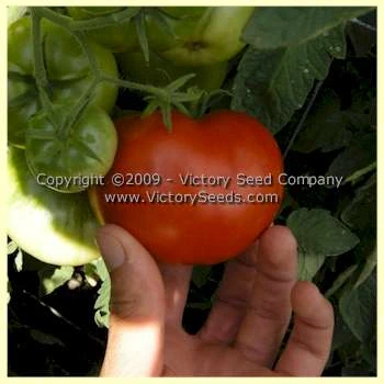 Louisiana Red Tomato