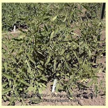 Louisiana Red Tomato - Image 3