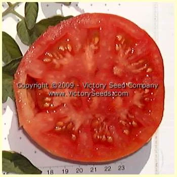 Louisiana Red Tomato - Image 2