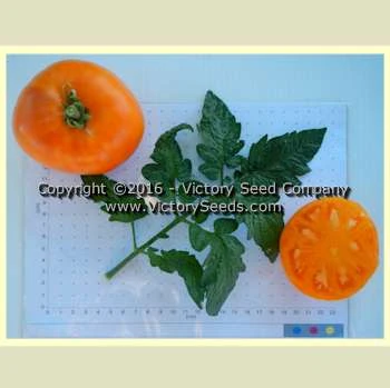 Loxton Lass Tomato - Image 3