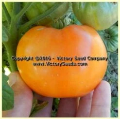 Loxton Lass Tomato