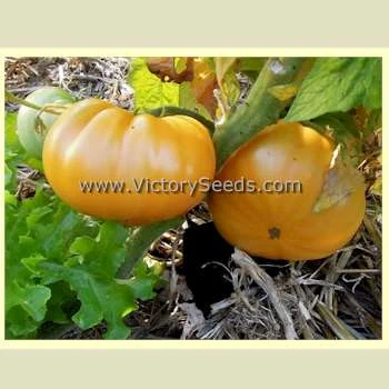 Loxton Lass Tomato - Image 5