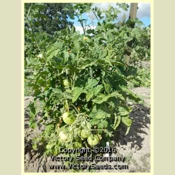 Loxton Lass Tomato - Image 4