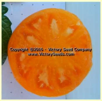 Loxton Lass Tomato - Image 2