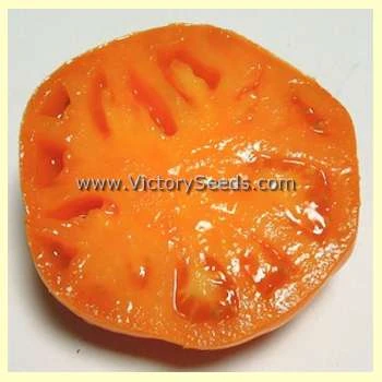 Loxton Lass Tomato - Image 6