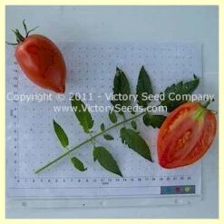 Ludmilla Red Plum Tomato