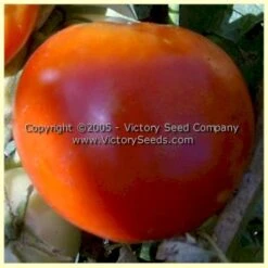 Lutescent Long Red Tomato