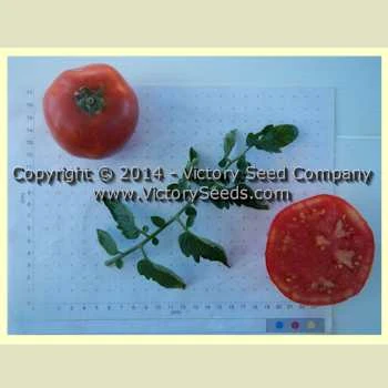 Lvinoe Serdtse Tomato - Image 3