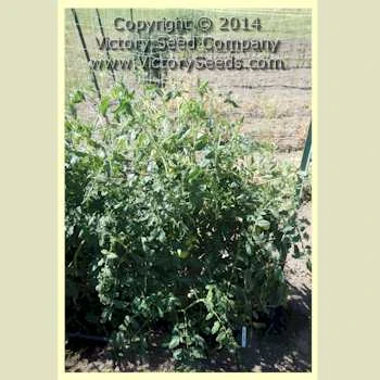 Lvinoe Serdtse Tomato - Image 2