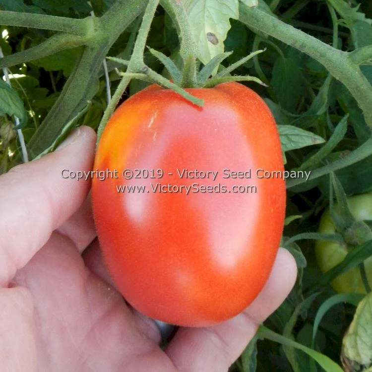 Mahoning Valley Beauty Tomato