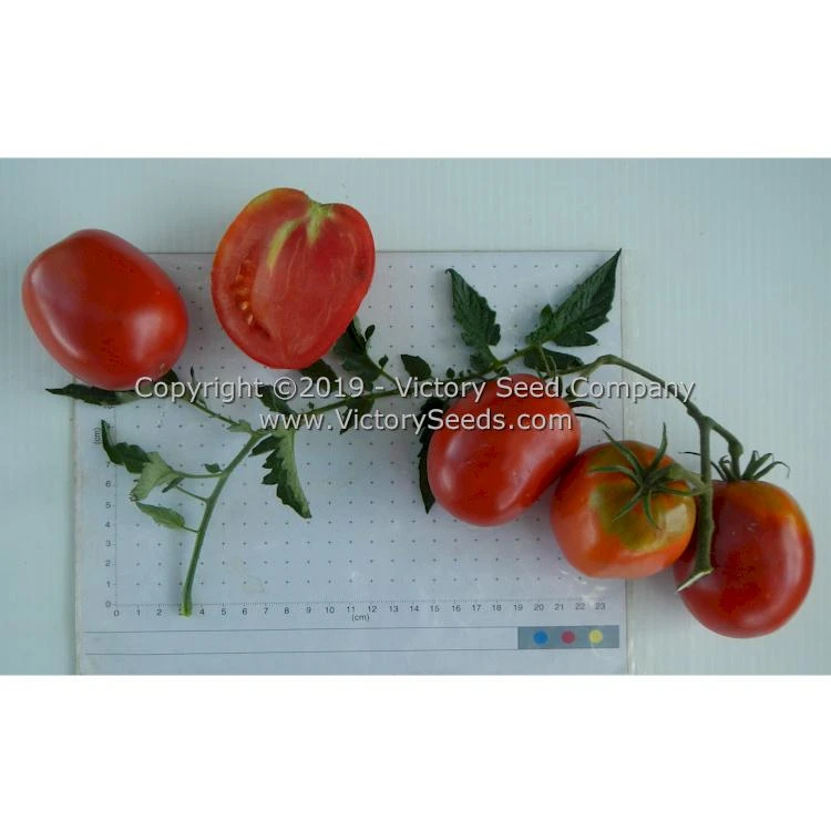 Mahoning Valley Beauty Tomato - Image 4