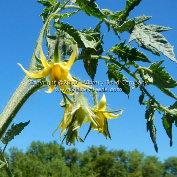 Mahoning Valley Beauty Tomato - Image 5