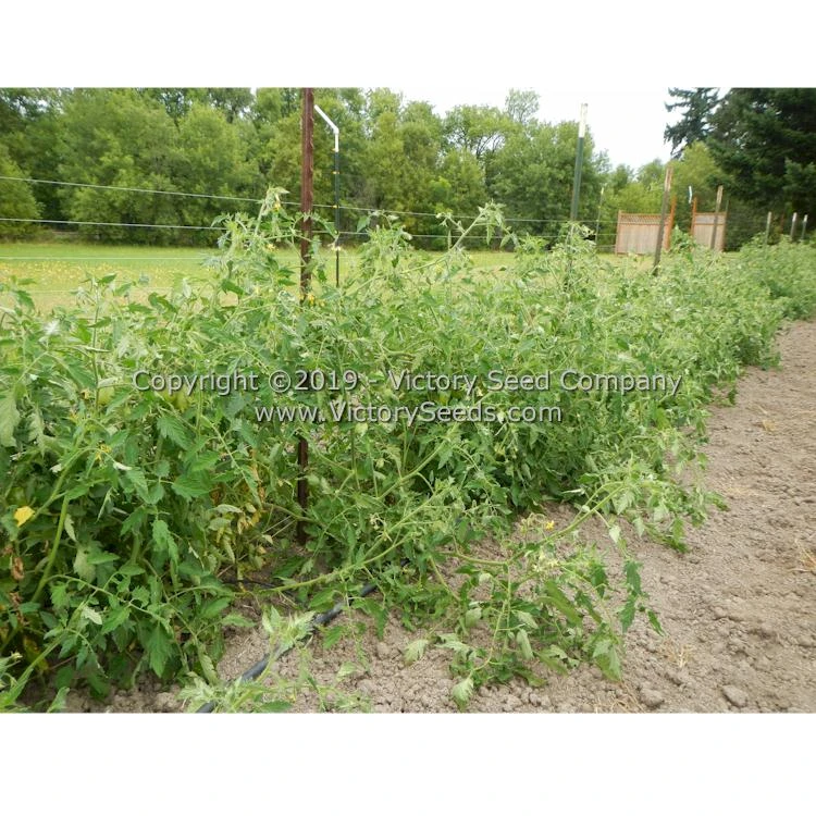Mahoning Valley Beauty Tomato - Image 3