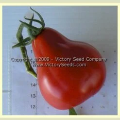 Malinovaya Grusha Tomato