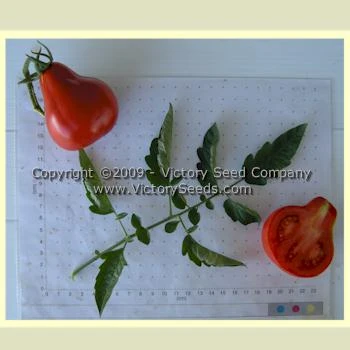 Malinovaya Grusha Tomato - Image 4