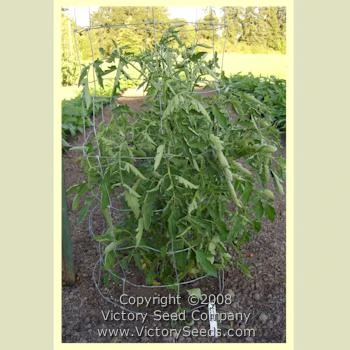 Malinovaya Grusha Tomato - Image 3