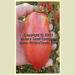 Malinovyi Rog Tomato