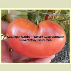 Mallee Rose Tomato