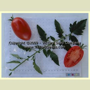 Mama Leone Tomato - Image 4