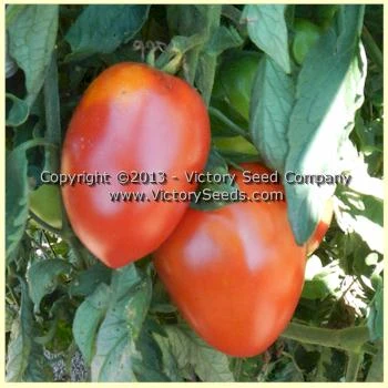 Mama Leone Tomato - Image 7