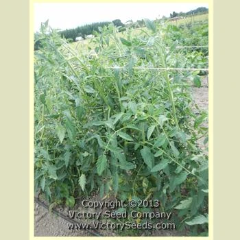 Mama Leone Tomato - Image 5